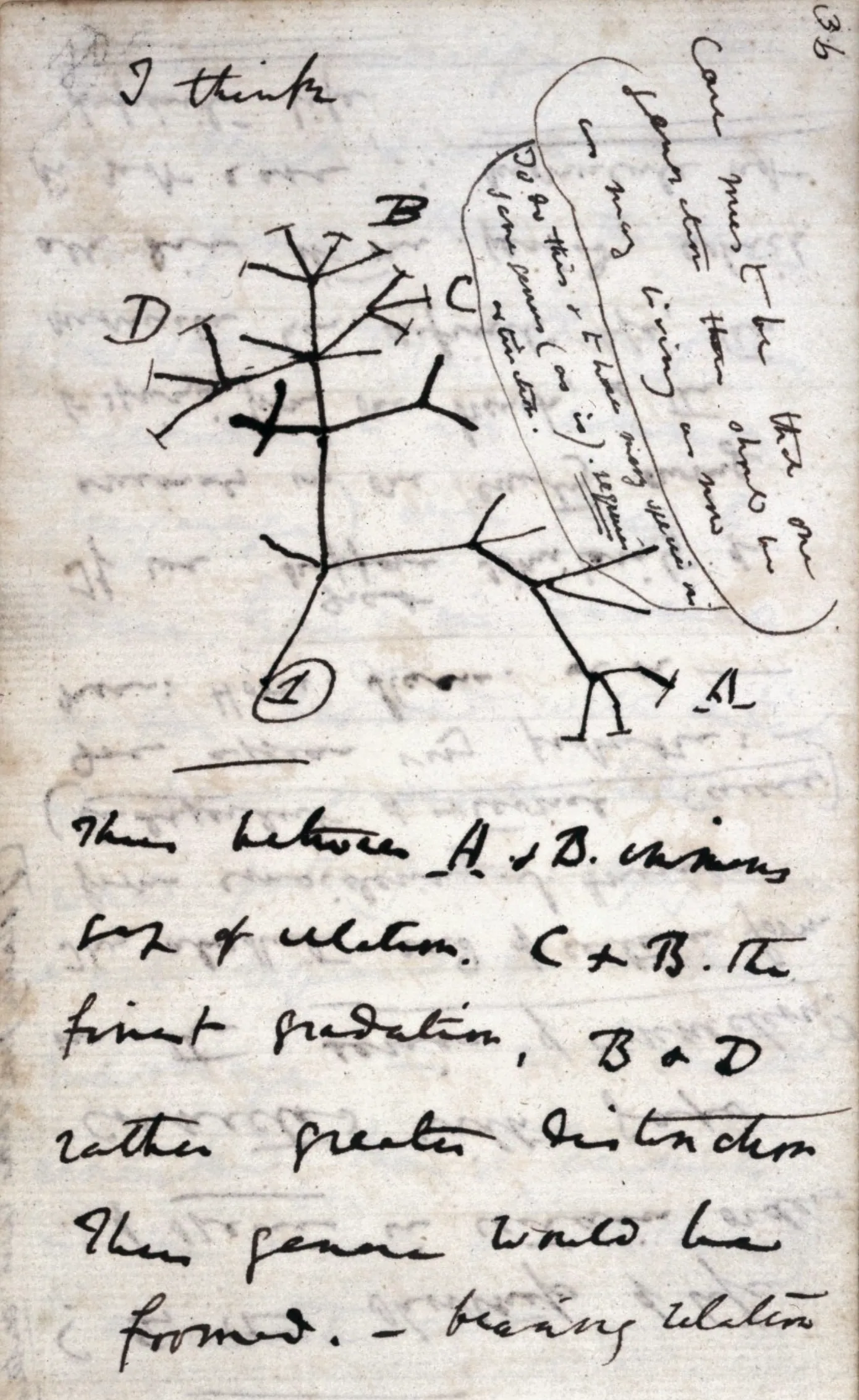 The branching sketch on page 36 of Darwin’s Notebook B on the transmutation of species (1837), headed “I think”. Cambridge University Library.