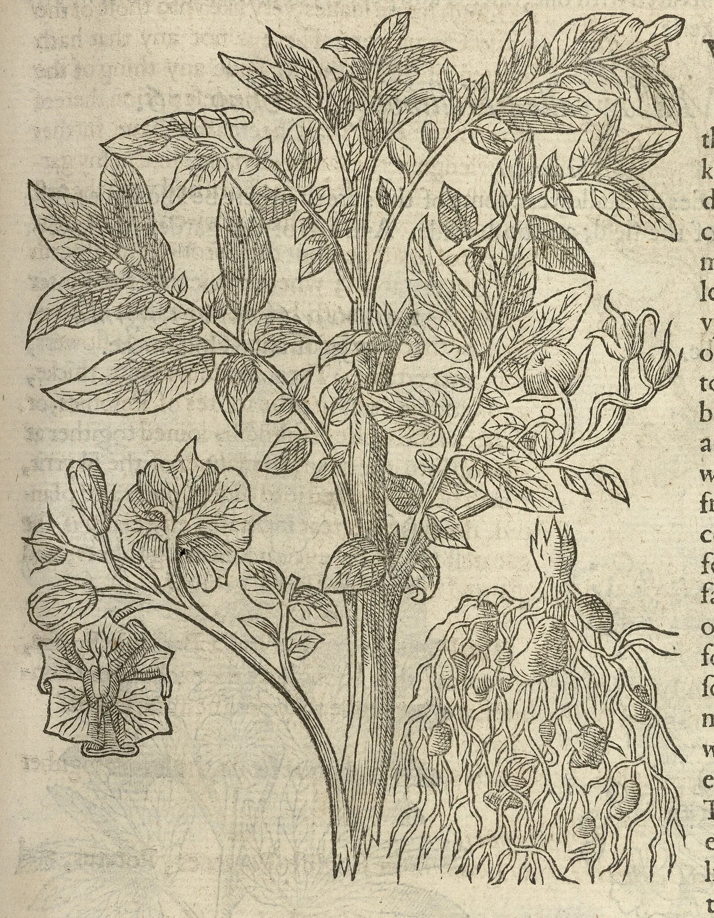 约翰·杰拉德《草药志》（1597）中的“弗吉尼亚马铃薯”木刻图版，杰拉德误以为这种南美块茎产自弗吉尼亚。两百多年后，爱尔兰约有三分之一的人口几乎只靠马铃薯为生。