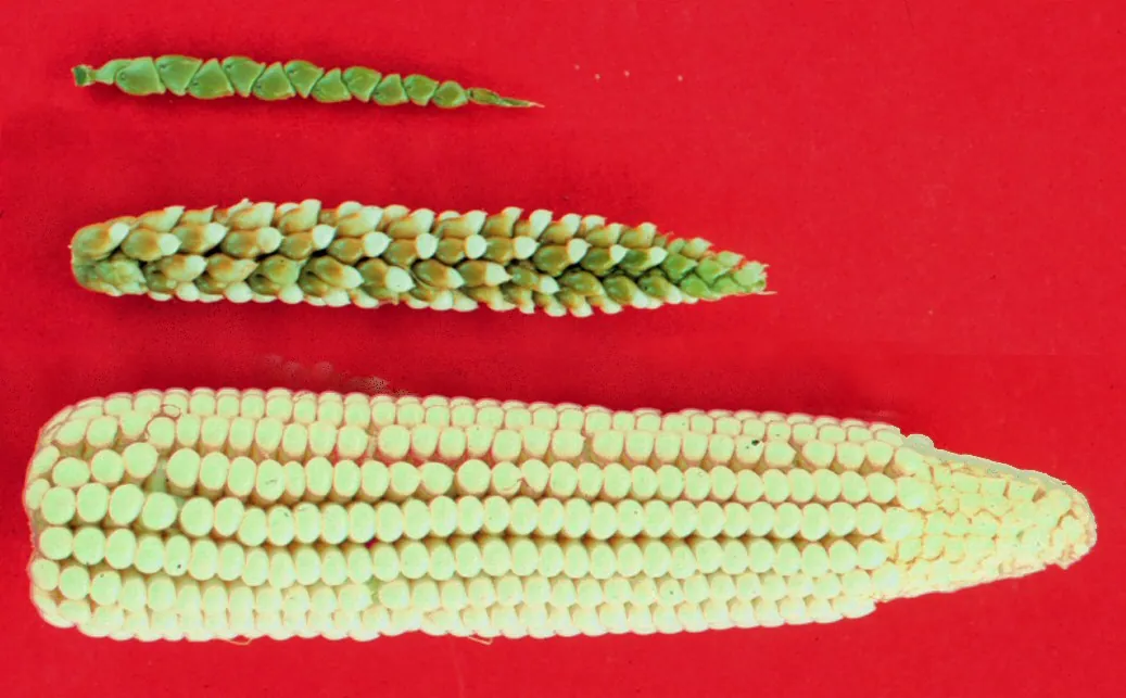 A teosinte ear (left), a maize–teosinte hybrid (middle) and modern maize (right). Nineteenth-century botanists refused to believe the two ends of the row were related.