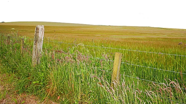 A single barley crop covering the whole west side of Govel Hill, Aberdeenshire, 2007. Uniform fields give high yields, and let a single pest or disease spread unchecked.