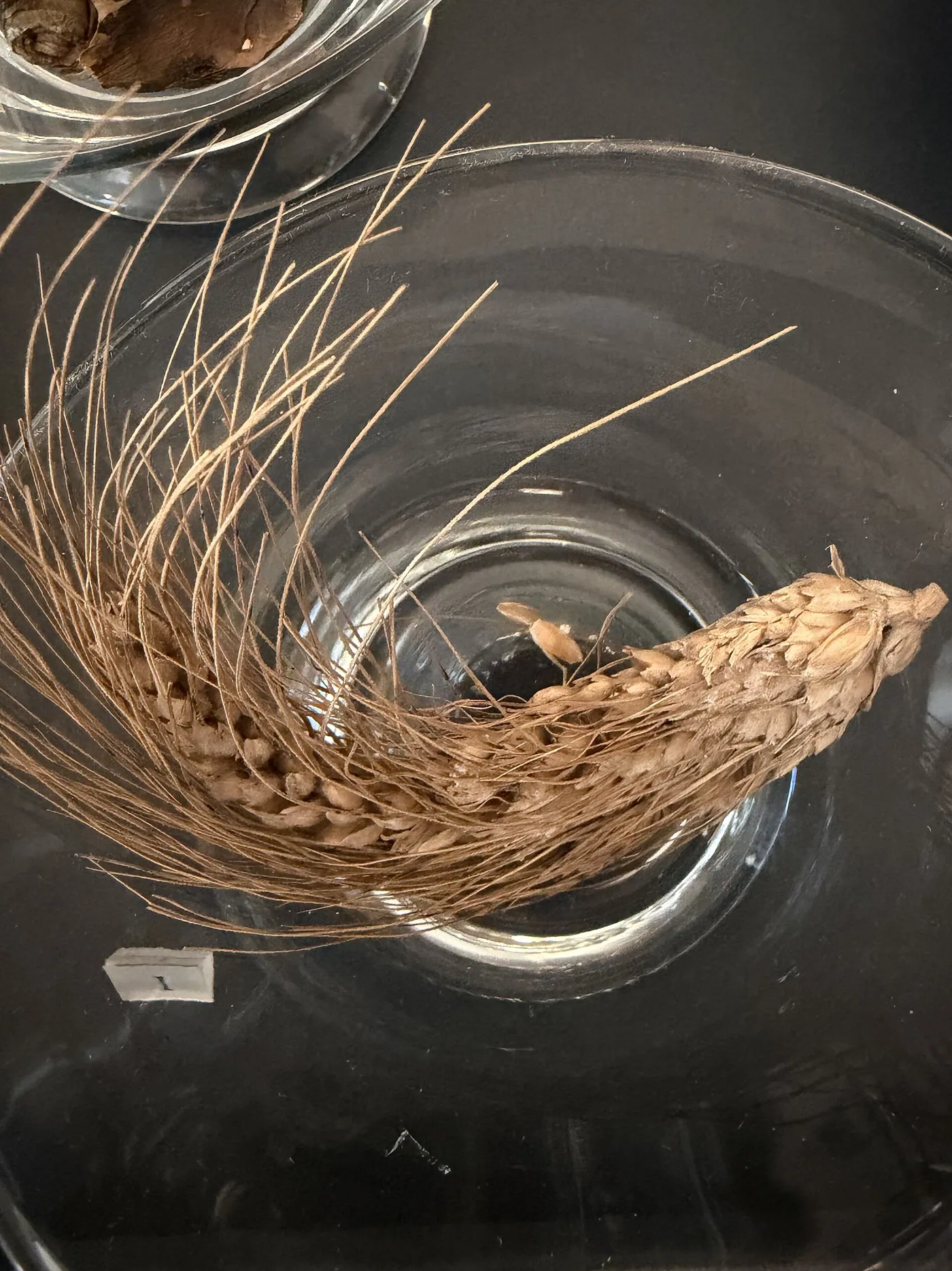 An ancient ear of emmer wheat (domesticated, c. 2000–1500 BCE; Musée du Louvre). Domesticated emmer no longer shatters when ripe, so its seed has to be harvested and sown by people.